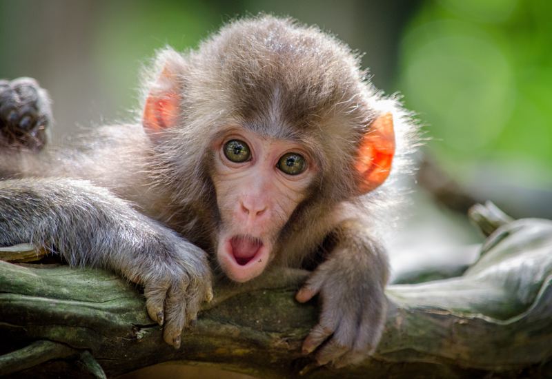 Studeren zonder stress : stop je monkey mind!